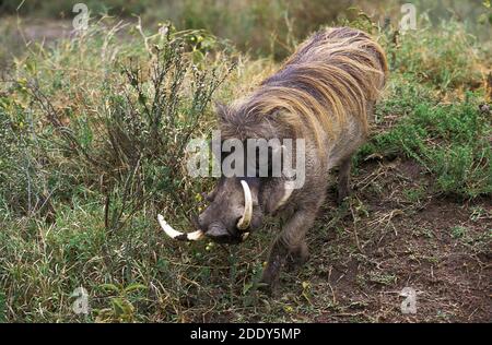 Phacochère, Phacochoerus aethiopicus, homme avec longues défenses, parc de Masai Mara au Kenya Banque D'Images