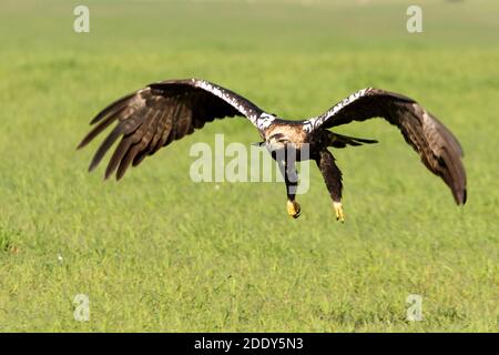 Aigle impérial espagnol adulte homme volant Banque D'Images