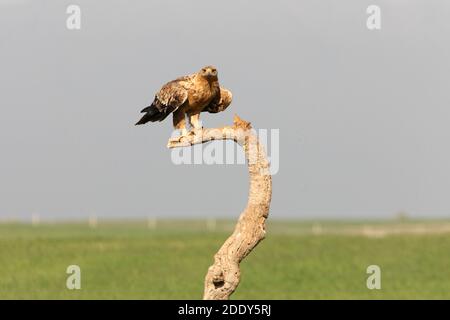 Aigle impérial espagnol un an vieux matin Banque D'Images