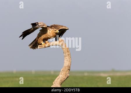 Aigle impérial espagnol un an vieux matin Banque D'Images