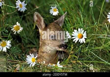 ROE Deer, capreolus capreolus, Foan pontant sur les fleurs, Normandie Banque D'Images