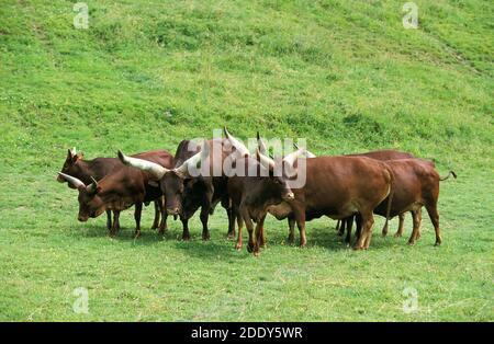 Ankole Watusi Cattle, bos primigenius taurus, Herd debout sur l'herbe, Bull avec des femelles Banque D'Images