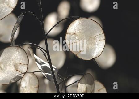 Lunaria annua, plante de dollar d'argent isolée sur fond noir photo Bo Arrhed Banque D'Images