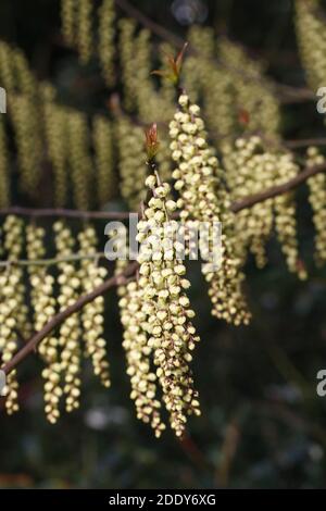 Stachyurus praecox fleurit au début du printemps. Banque D'Images