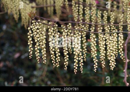 Stachyurus praecox fleurit au début du printemps. Banque D'Images