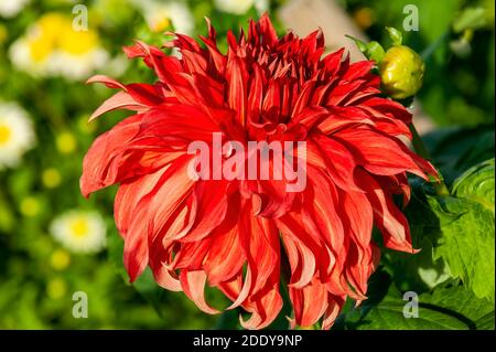 Dahlia 'Bryn Terfel' une plante rouge d'été d'automne semi-cactus fleur tuber, photo de stock Banque D'Images