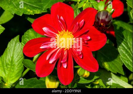 Dahlia 'Cascade Ken' une plante de tuber à double fleur d'automne rouge jaune d'été, photo de stock Banque D'Images