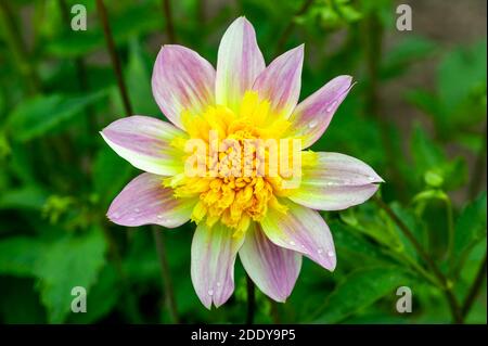 Dahlia 'Ryecroft Marge' une plante de tuber à double fleur d'automne jaune violet, photo de stock Banque D'Images
