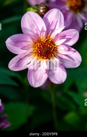 Dahlia 'Teesebrook Red Eye' une plante de tubercule de fleur rose d'été rose de lavande, photo de stock Banque D'Images