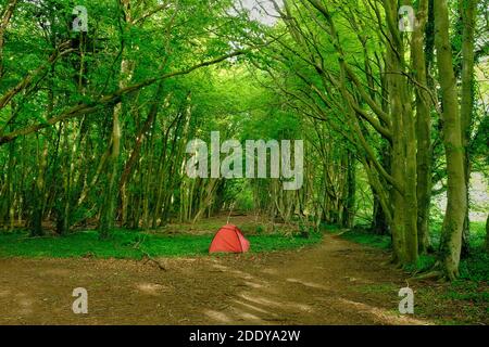 Camping sauvage dans les bois près d'Arun, West Sussex, Angleterre Banque D'Images