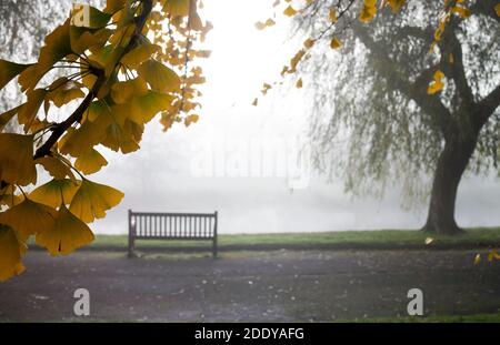 Le Ginkgo biloba part en automne lors d'une journée brumeuse de novembre, à St. Nicholas Park, Warwick, Royaume-Uni Banque D'Images