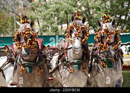 Portrait de trois chevaux gris espagnols dans un traditionnel Concours de transport en Espagne Banque D'Images