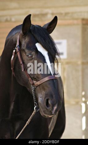 Beau portrait de visage d'un étalon de cheval espagnol noir Banque D'Images