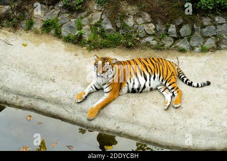 Le magnifique tigre du Bengale se trouve sur les rives de l'étang du zoo. Concept de zoo. Grossesse en état de détente Banque D'Images