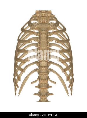 Thorax ou thorax CT avec rendu 3D des poumons et des nervures sur l'arrière-plan du moniteur.illustration 3d.masque. Banque D'Images