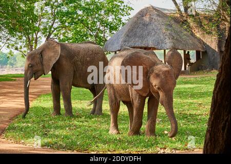 Les éléphants d'Afrique (Loxodonta africana) se nourrissent dans la prairie du camp de Nkwali, parc national de Luangwa Sud, Mfuwe, Zambie, Afrique Banque D'Images