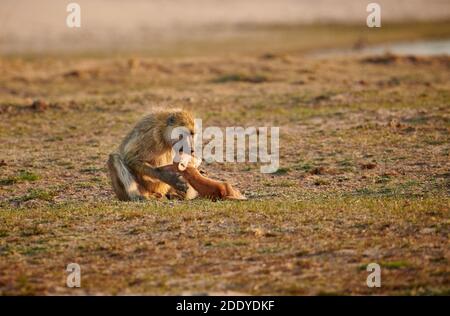 Babouin jaune (Papio cynocephalus) tué et se nourrissant d'une carcasse de Puku, parc national de Luangwa Sud, Mfuwe, Zambie, Afrique Banque D'Images