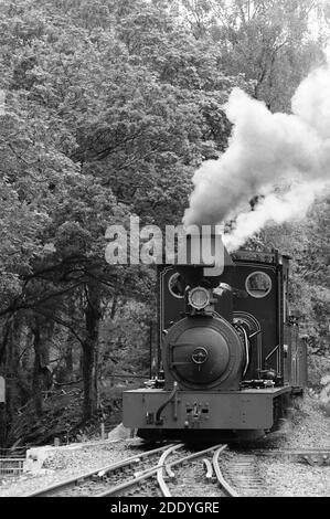 'Fiji' entrant dans la gare de Beddgelert. Banque D'Images