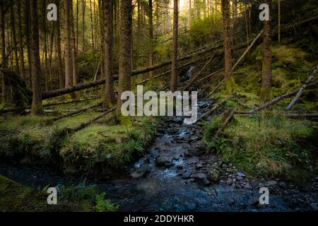 Parc forestier national de Gougane Barra. Forêt verte. Rivière dans la forêt. À la source de la rivière Lee. Irlande. Banque D'Images