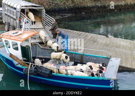 Moutons chargés sur un petit bateau de pêche rural Irlande Banque D'Images