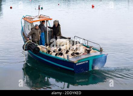 Moutons chargés sur un petit bateau de pêche rural Irlande Banque D'Images