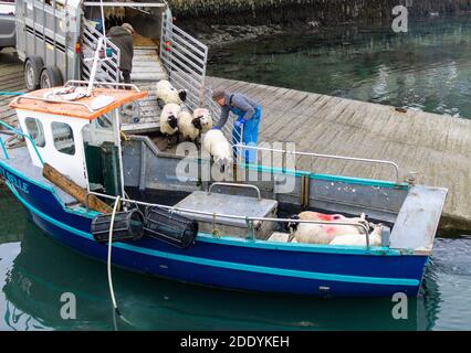 Moutons chargés sur un petit bateau de pêche rural Irlande Banque D'Images