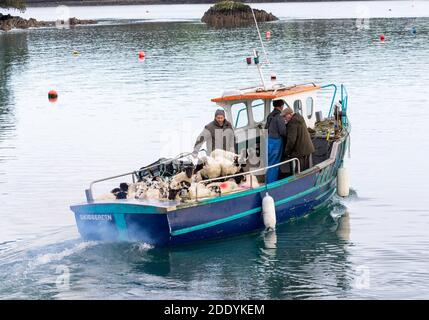 Moutons chargés sur un petit bateau de pêche rural Irlande Banque D'Images