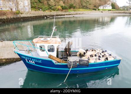 Moutons chargés sur un petit bateau de pêche rural Irlande Banque D'Images