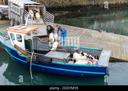 Moutons chargés sur un petit bateau de pêche rural Irlande Banque D'Images