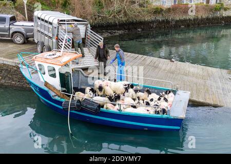 Moutons chargés sur un petit bateau de pêche rural Irlande Banque D'Images