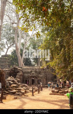 SIEM REAP, CAMBODGE - FÉVRIER, 2013: Dans le temple de Ta Prohm à Angkor est toujours beaucoup de touristes, Cambodge Banque D'Images