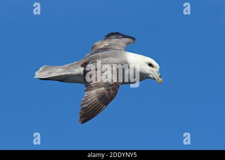 Le Fulmar boréal (Fulmarus glacialis), volant, Rockall Trough, Océan Atlantique Banque D'Images