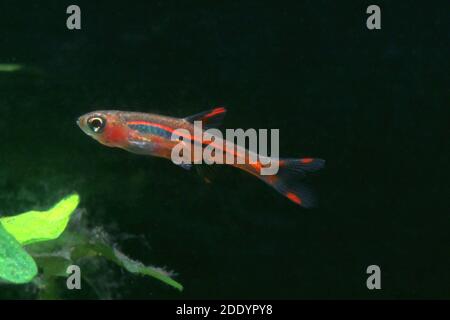 Mosquito Rasbora, Boraras brigittae Banque D'Images