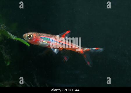 Mosquito Rasbora, Boraras brigittae Banque D'Images