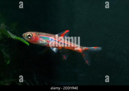 Mosquito Rasbora, Boraras brigittae Banque D'Images