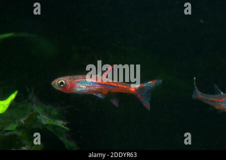 Mosquito Rasbora, Boraras brigittae Banque D'Images