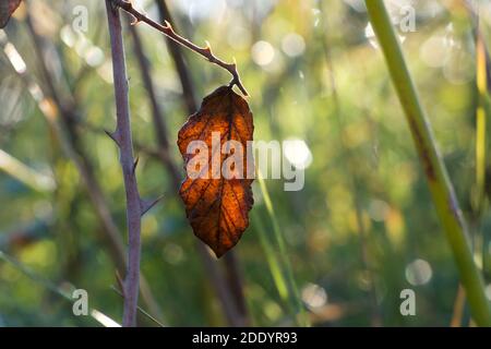 Une feuille d'automne et leurs couleurs éclatantes de hedgerow étincelant à l'aube Banque D'Images