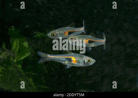 Trigonostigma hengeli, glowlight rasbora, Microrasbora Banque D'Images