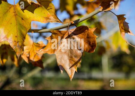 Détails avec feuilles d'érable d'automne et fruits sous la lumière d'un soleil de novembre. Banque D'Images