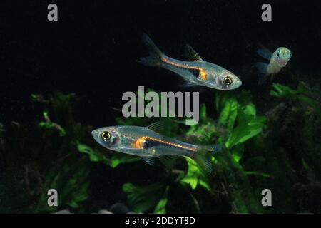 Trigonostigma hengeli, glowlight rasbora, Microrasbora Banque D'Images