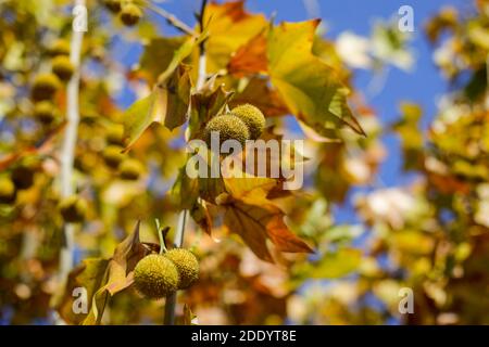 Détails avec feuilles d'érable d'automne et fruits sous la lumière d'un soleil de novembre. Banque D'Images