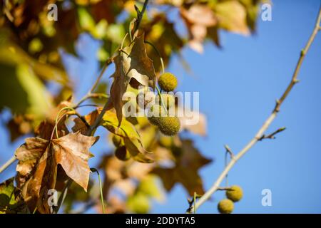 Détails avec feuilles d'érable d'automne et fruits sous la lumière d'un soleil de novembre. Banque D'Images