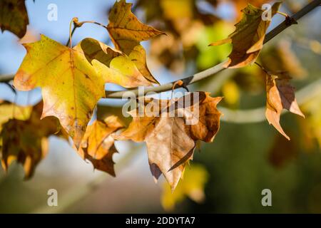Détails avec feuilles d'érable d'automne et fruits sous la lumière d'un soleil de novembre. Banque D'Images