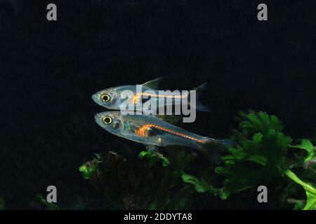 Trigonostigma hengeli, glowlight rasbora, Microrasbora Banque D'Images