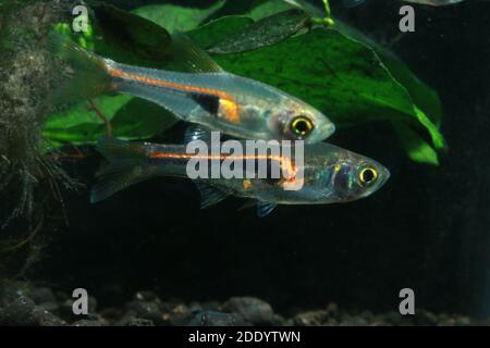 Trigonostigma hengeli, glowlight rasbora, Microrasbora Banque D'Images