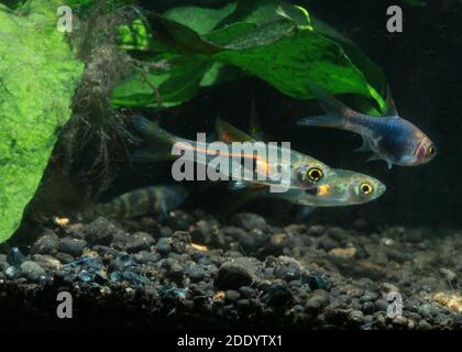 Trigonostigma hengeli, glowlight rasbora, Microrasbora Banque D'Images