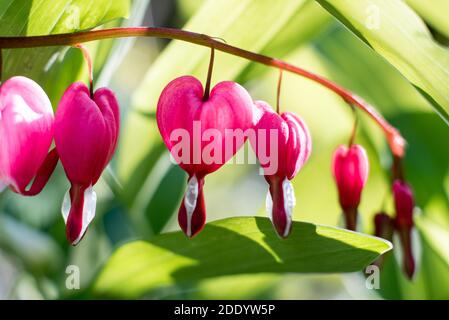 Lamprocapnos spectabilis - coeur de saignement rose et blanc fleurs suspendues à partir de tiges arquées Banque D'Images