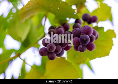 Bouquet de raisin Isabella noir mûr accroché d'une vigne, vue de dessous. Récolte de la récolte d'automne à la plantation pour la vinification. Banque D'Images