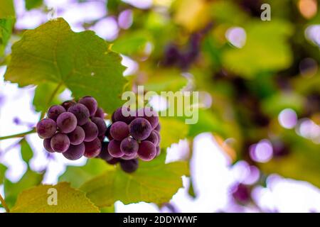 Raisins Isabella noirs mûrs et doux accrochés à la vigne, vue de dessous. Récolte de la récolte d'automne à la plantation pour la vinification. Banque D'Images