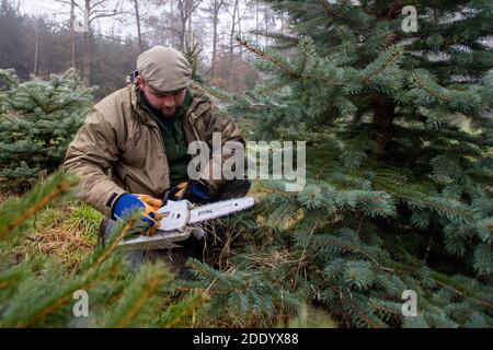 Des forestiers de la ville de Hradec Kralove ont coupé des arbres de Noël pour le marché tchèque près de Hradec Kralove, République tchèque, le 27 novembre 2020. (CTK photo/David Tanecek) Banque D'Images